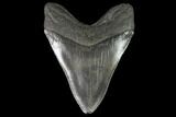 Fossil Megalodon Tooth - South Carolina #95300-2
